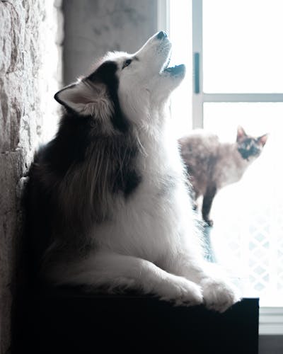 Лает без остановки — не знаешь, что сделать