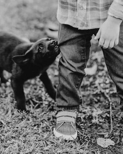 Рычит на ребёнка — страшно оставить их вместе