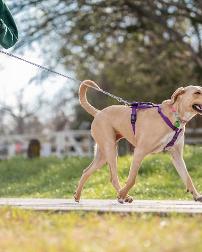 Тянет изо всех сил — прогулка превратилась в борьбу